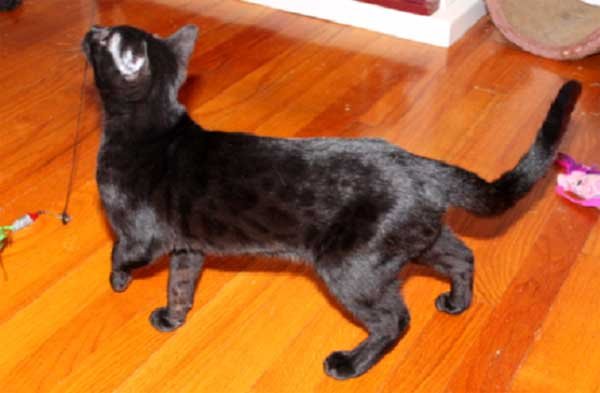 Black (Melanistic) Bengal cat