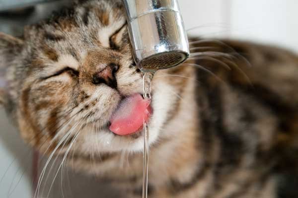 diet, cat drink at taps