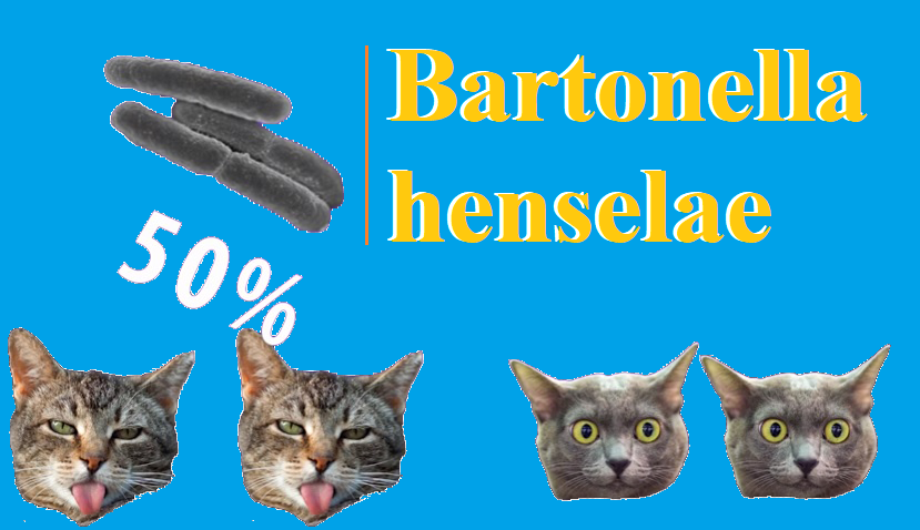 Bartonella henselae bacteria