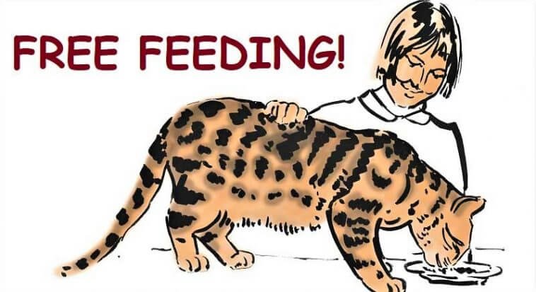 Free Feeding Cats: You're Feeding Your Cat All Wrong!