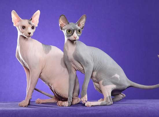 Sphynx Cat