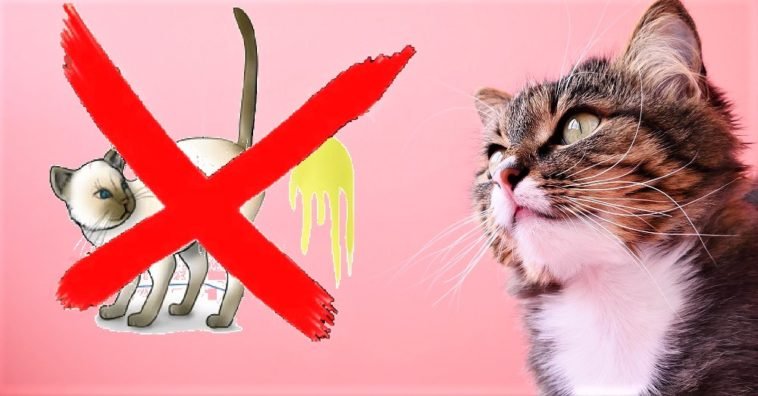 Stop Your Cat From Urinating Outside The Cat Litter Box