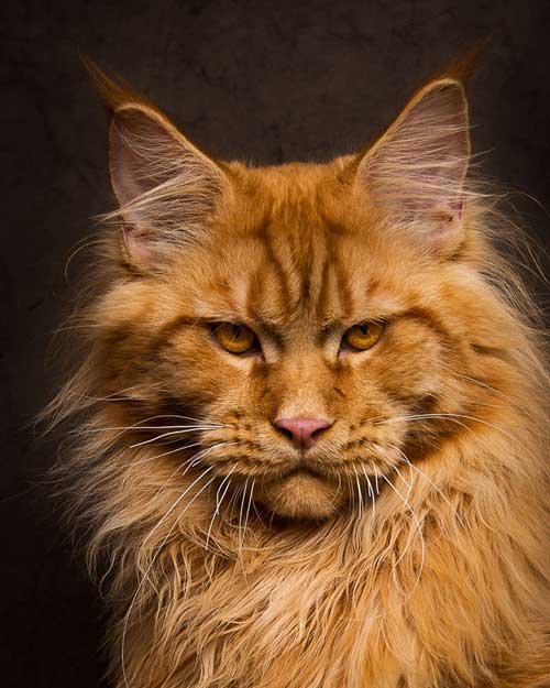 Breathtaking Pictures Of Maine Coons_1