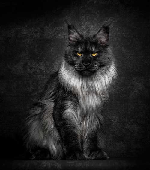 Breathtaking Pictures Of Maine Coons_10
