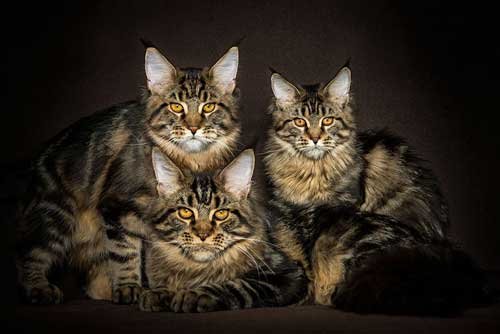 Breathtaking Pictures Of Maine Coons_8