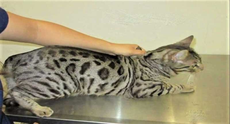 Exotic Bengal Cats Confiscated in Hawaii