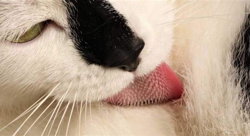 Secrets Of The Cat Tongue