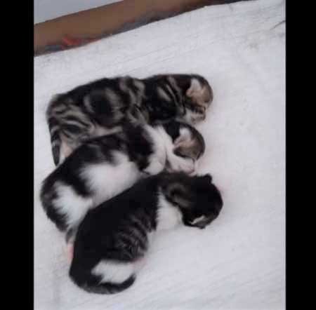 stray cat gave birth to three healthly kittens