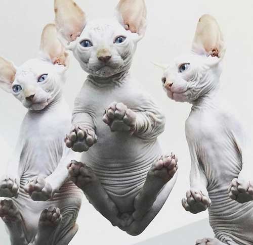 Cat Sitting On Glass Table