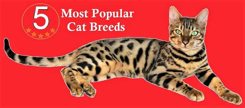 Most popular cat breeds