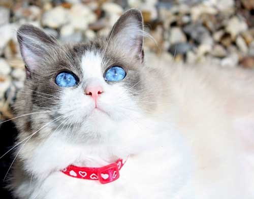 Ragdoll cat, popular cat breeds