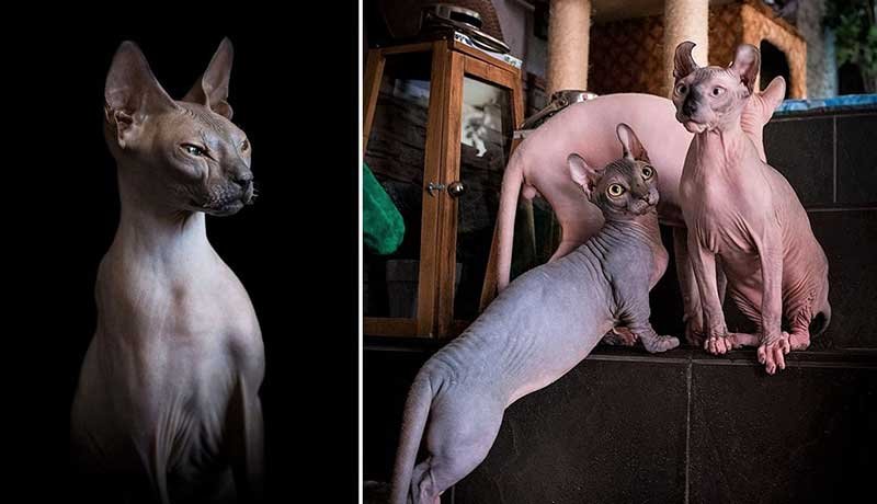 10 Rarest Cat Breeds From Around the World