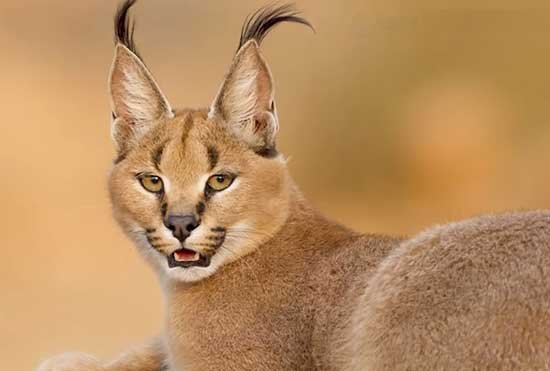 The rare Caracal cat