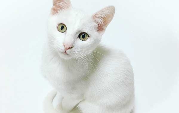 Cat's color and personality - White cat