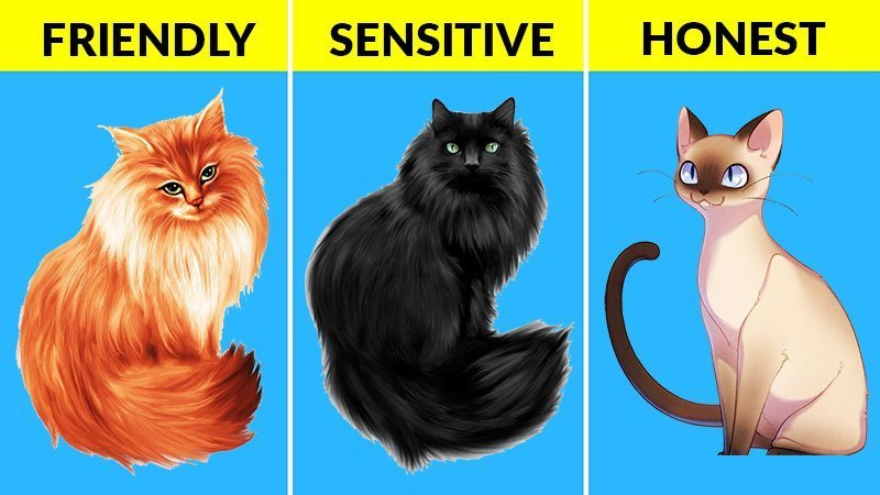 What Your Cat's Color Says About Their Personality