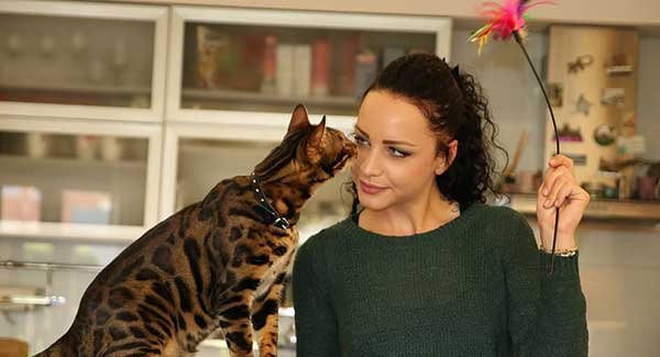 Bengal cat breeders cost