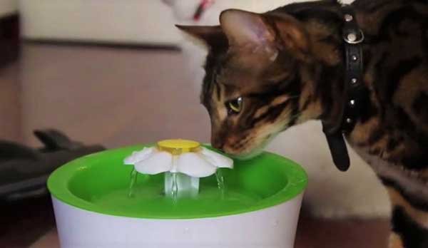 Caring for your cat when you’re away - Provide multiple water sources