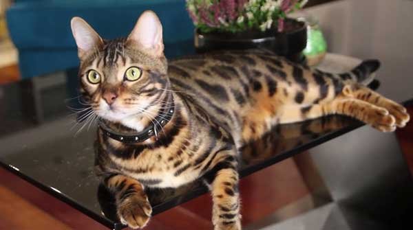 Keep your Bengal cat happy and entertained