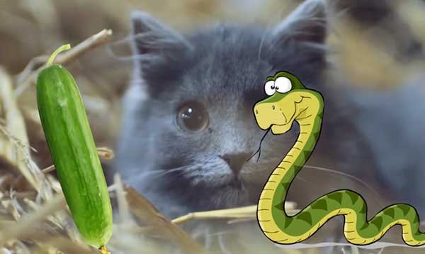 Why are cats scared of cucumbers