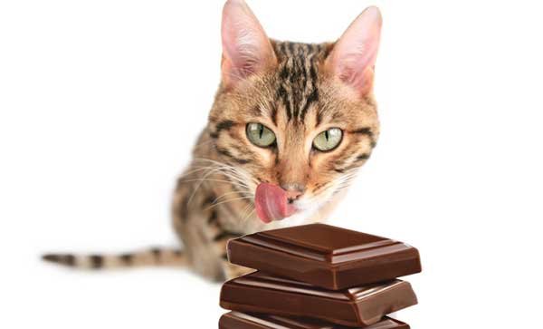 Bengal Kittens Health Problems - Chocolates