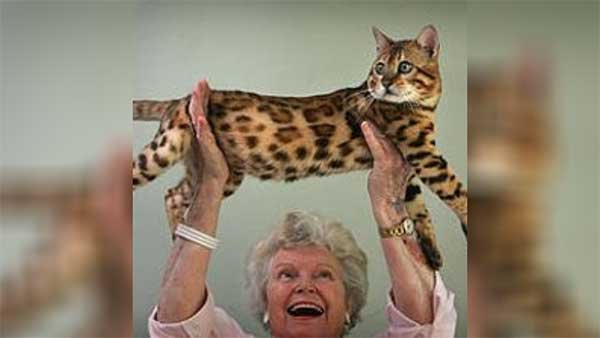 Jean Sugden Mill Bengal cat breeder