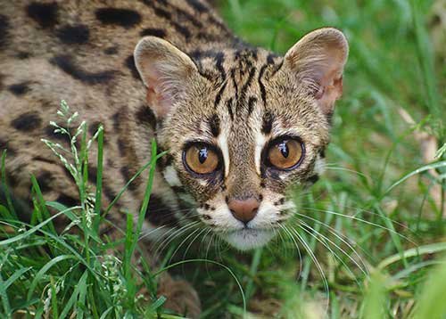 Leopard cat