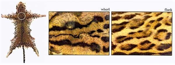 Ocelot pelt