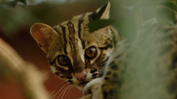 The Asian leopard cat's head