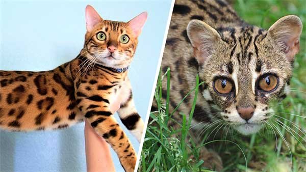 The history of the bengal cat